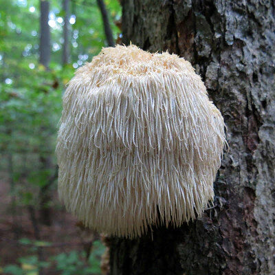 Lion's Mane Mushroom Benefits: A Guide to Drinking Lion’s Mane Tea